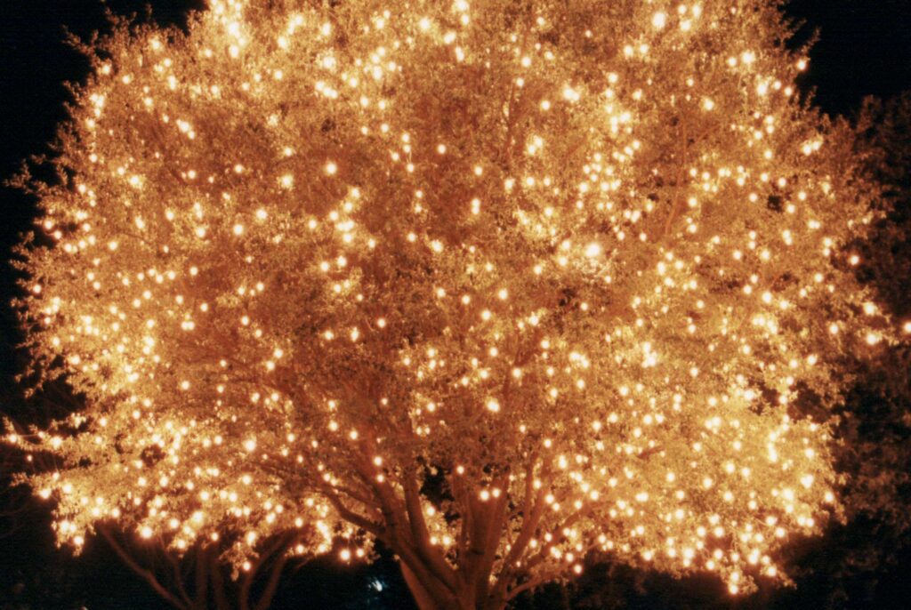 holiday-tree-lights