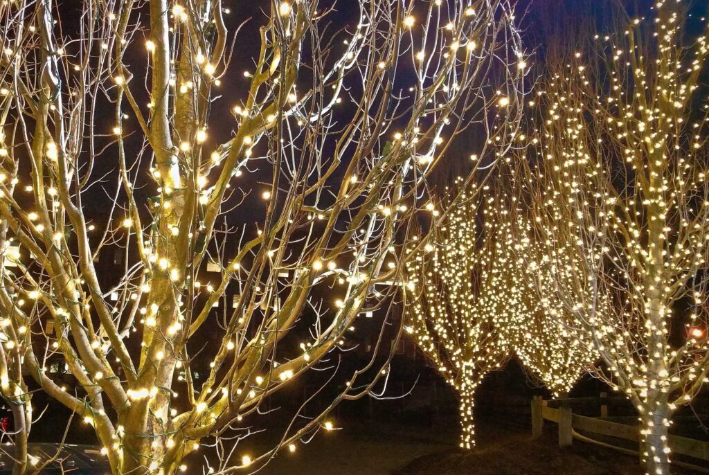 outdoor-holiday-tree-lighting