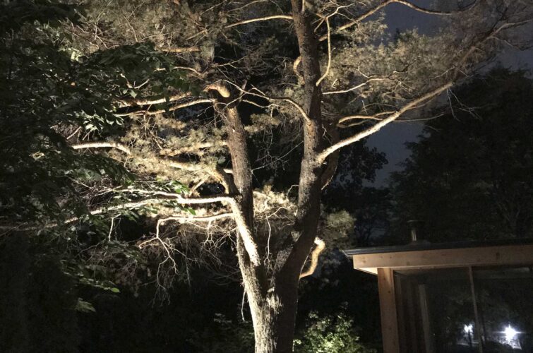 outdoor-tree-up-lighting